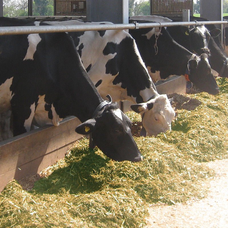 Maximise silage feed value with a ‘STAYCOOL’ inoculant