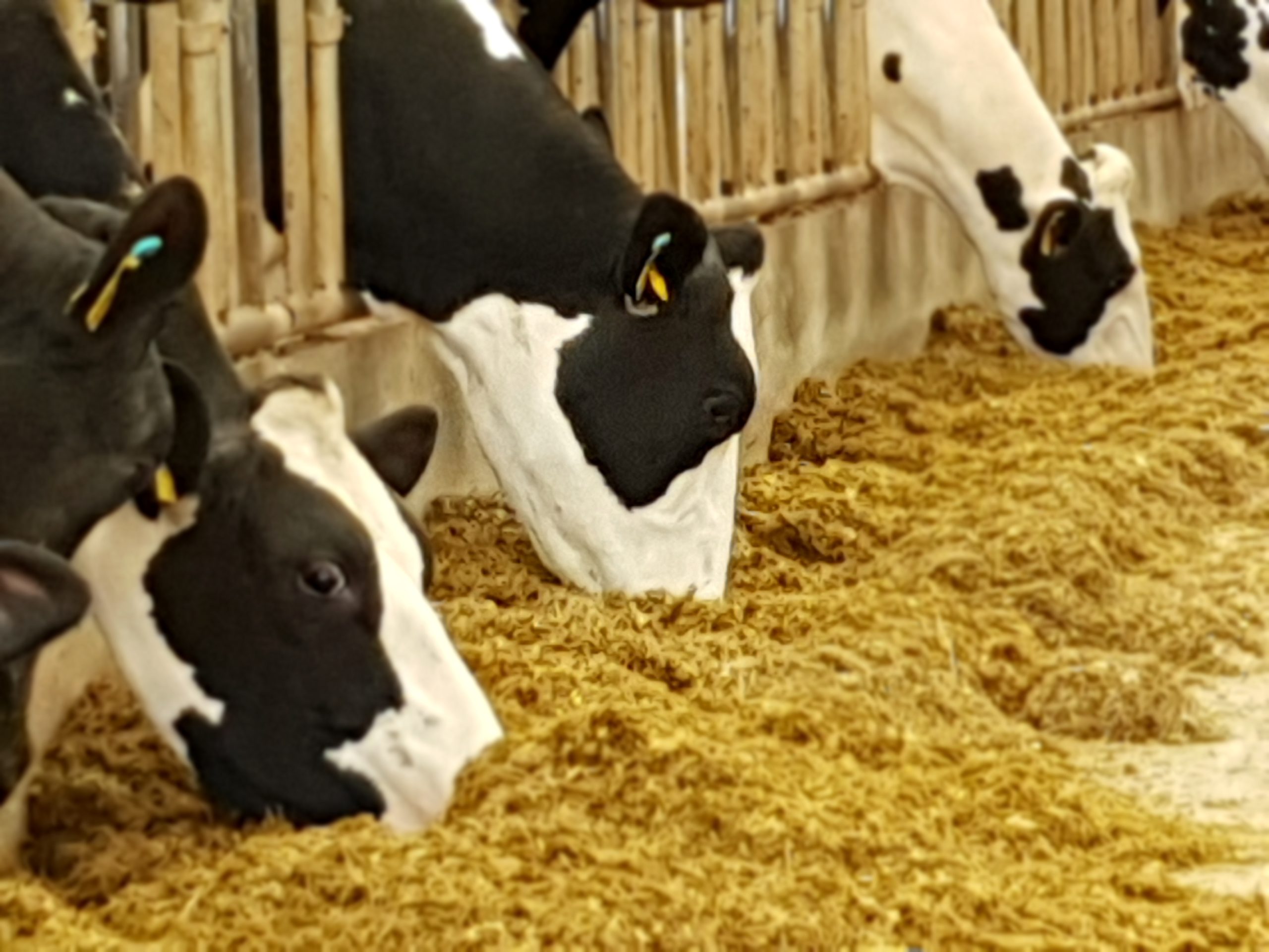 Silage Inoculant a Key Part to Helping Cows Achieve Genetic Potential