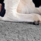 Horse leg on sandy ground, showcasing environmental safety at EnviroSystems.