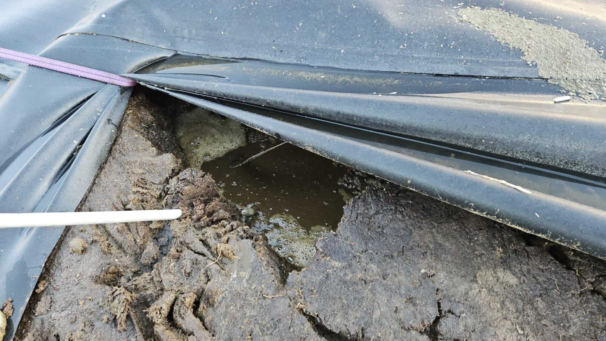 Close-up of slurry store cover with crust forming underneath, highlighting the importance of proper.
