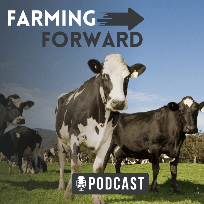 Cow herd on pasture for sustainable farming podcast episode.