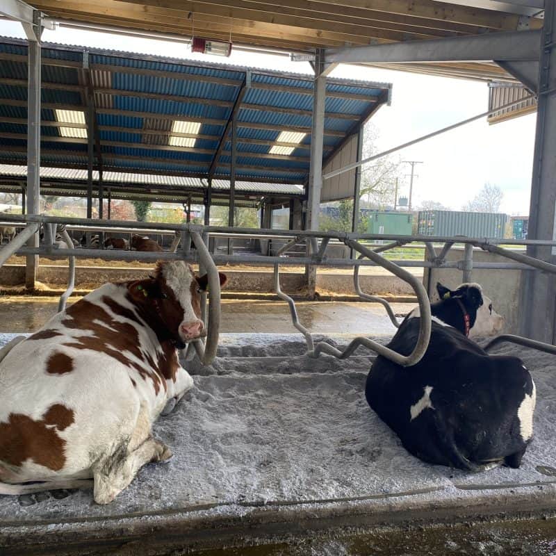 Cow bedding in a livestock barn with EnviroBed bedding system.