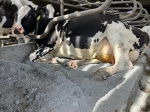 Eco Bedding for Dairy Cows with EnviroBed Paper Bedding.