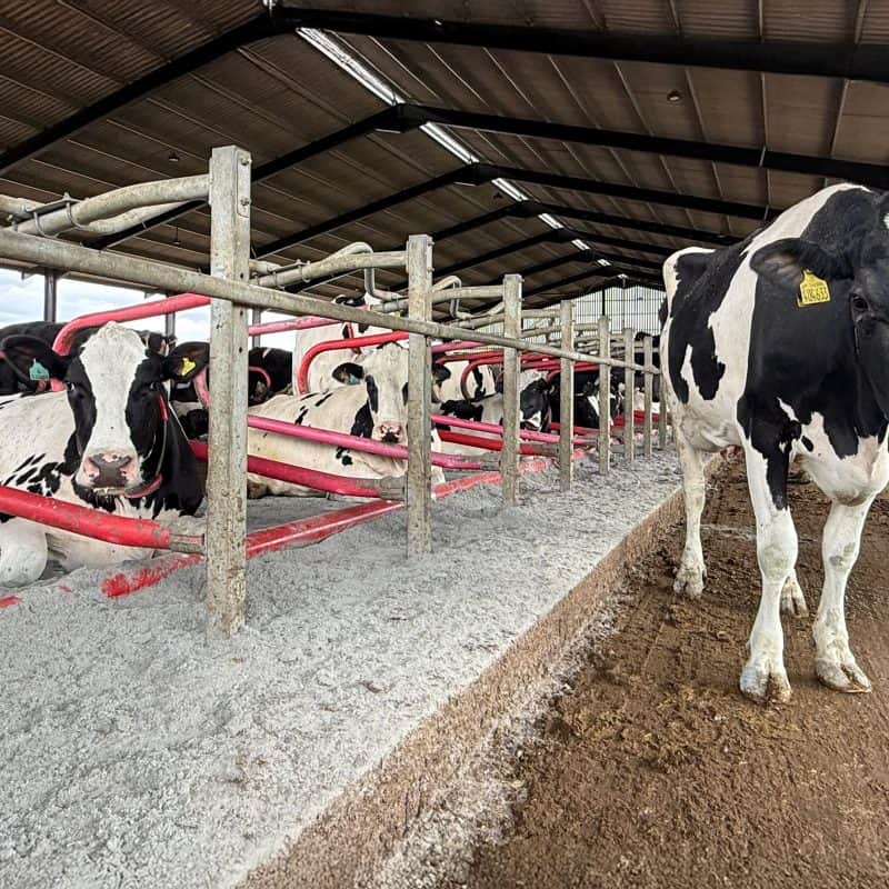 Secure bedding supplies for dairy cows to ensure optimal comfort and productivity during feed shorta.