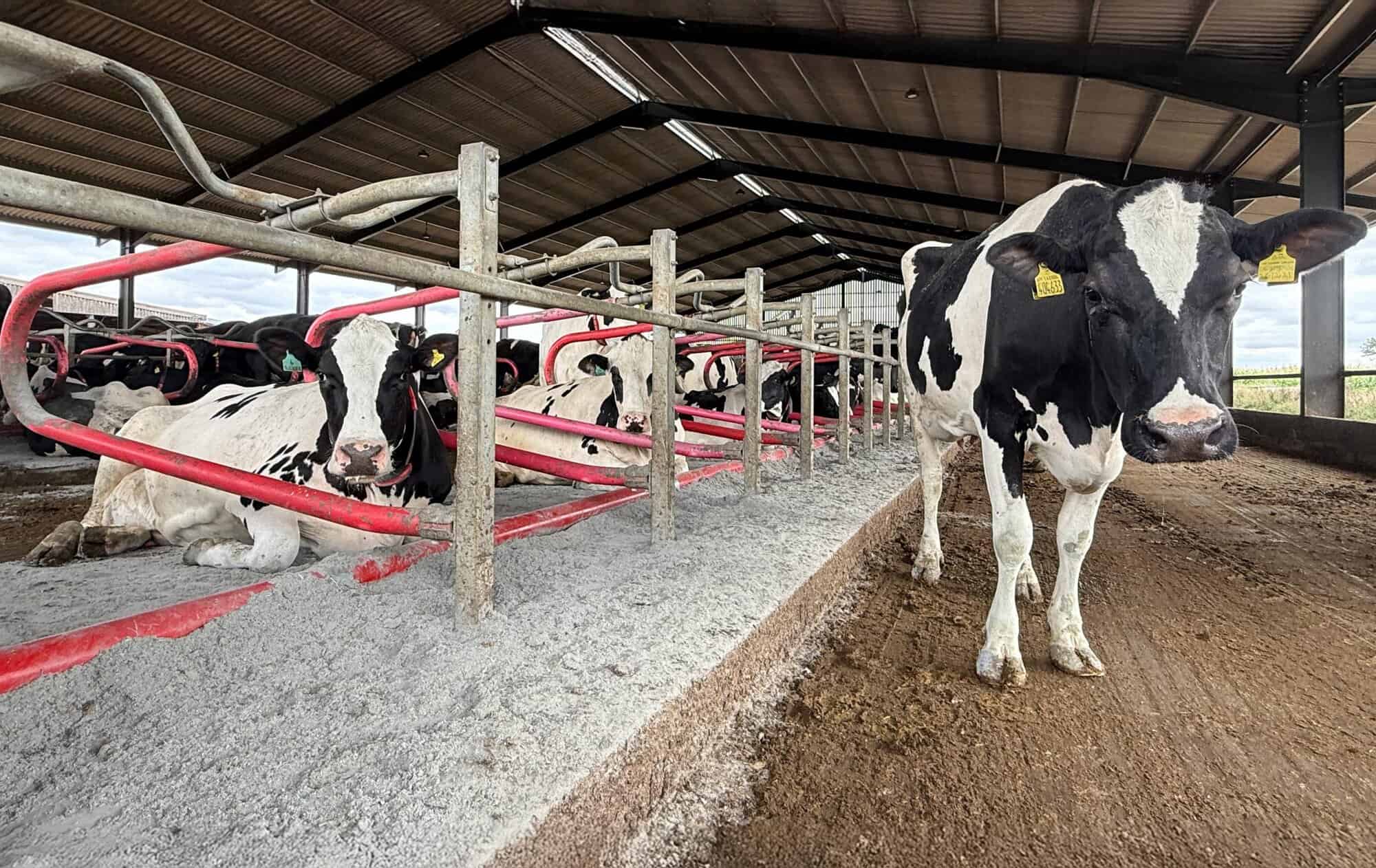 Secure bedding supplies for dairy cows to ensure optimal comfort and productivity during feed shorta.