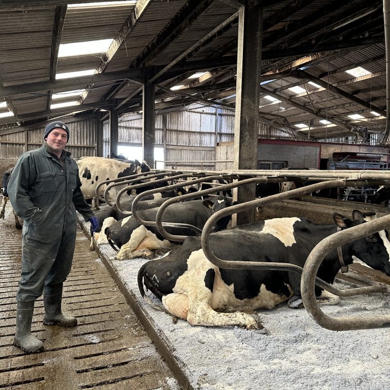 Farmer monitoring cows in a barn with automated feeding systems for herd health.