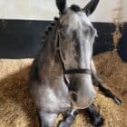 Equine bedding for comfortable horse stalls and bedding management.