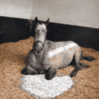 Horse resting on StableBoost bedding in stable environment.