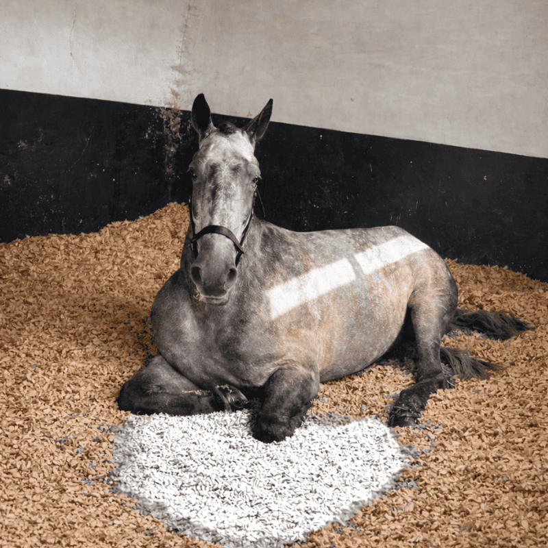 Horse resting on StableBoost bedding in stable environment.