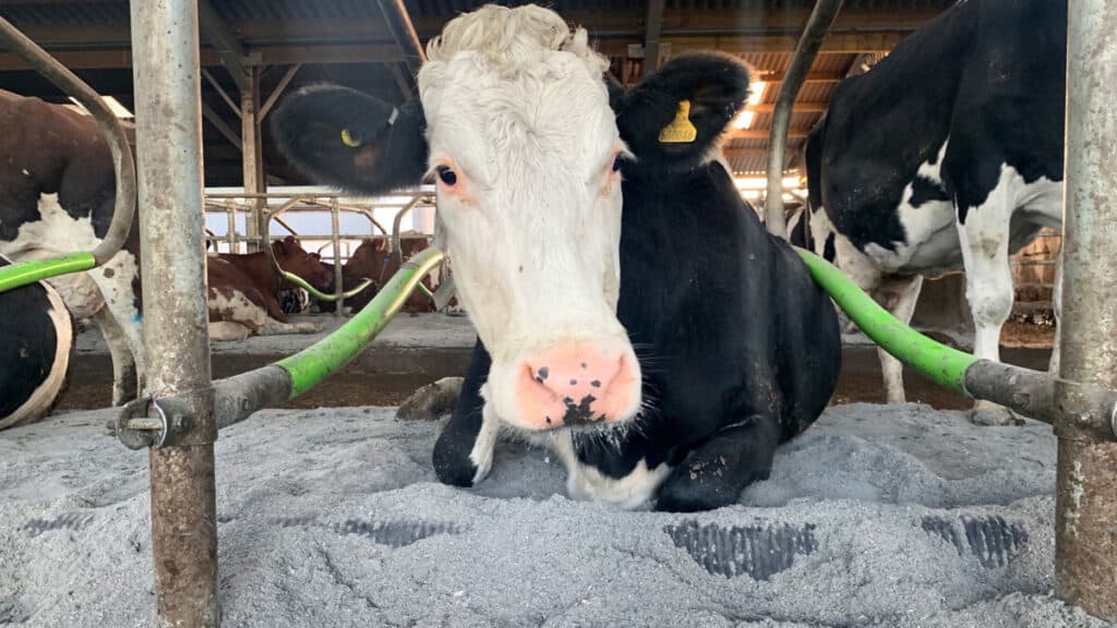 Dairy Cow lying on EnviroBed Livestock bedding an alternative to straw and sawdust livestock bedding